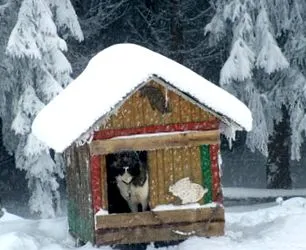 kiskutya