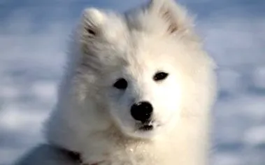 szamojéd