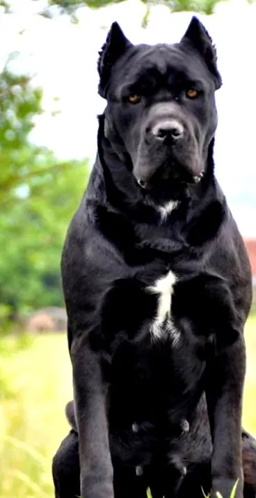 fotó cane