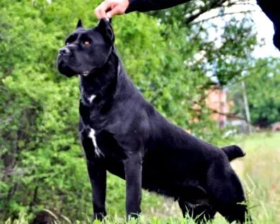 természet cane