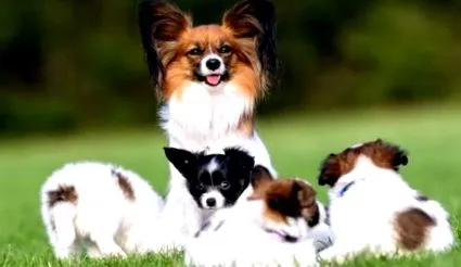 számára számára