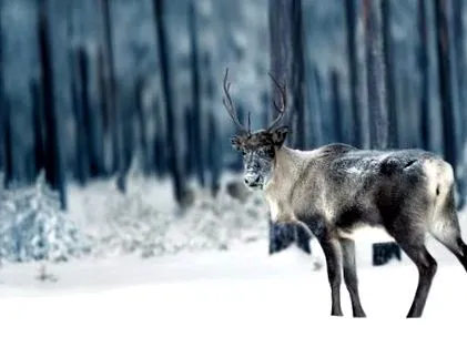 mikulás
