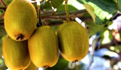 alacsony kalóriatartalmú
