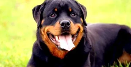 rottweiler étel