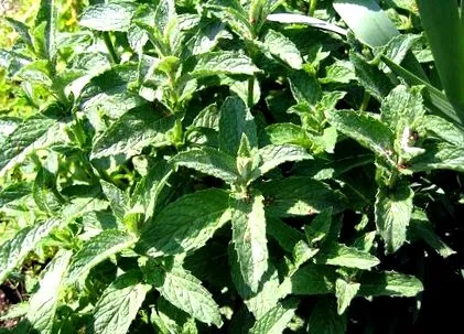 aromás