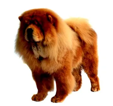 Chow Chow