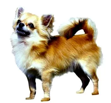 пурина