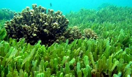 chlorella