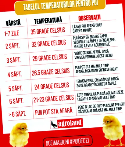 állnak fiókák