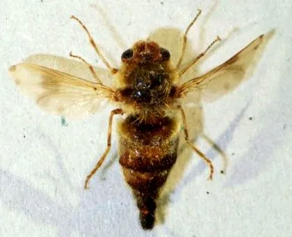 kódja