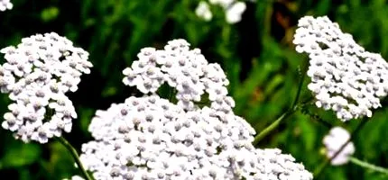 millefolium egérfark