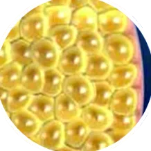 testzsír
