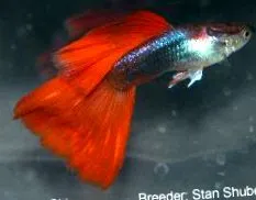 gondolsz