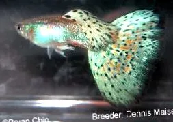 guppyról