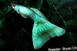 guppyról