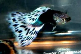 guppyról