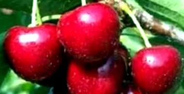 опашки