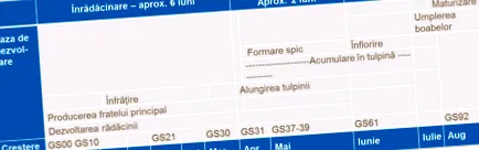 развој