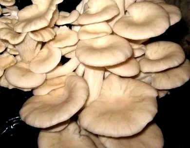 печурки