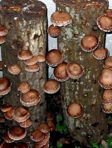 растечки