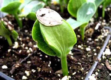 otvorenom otvorenom