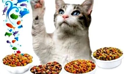 кота
