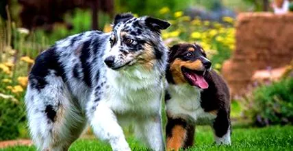 purina purina
