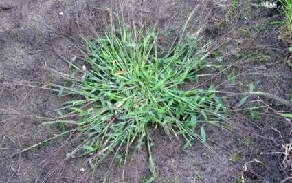 zbaviť