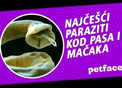 paraziták