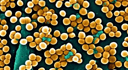 staphylococcus