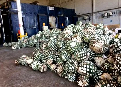 tequila