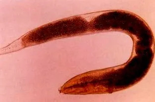 wurm