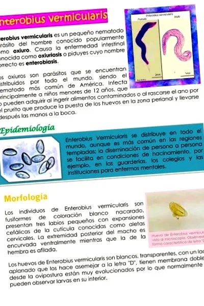 Enterobius vermicularis
