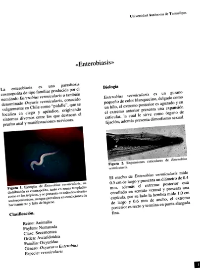 Enterobius vermicularis