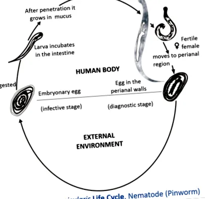 enterobius
