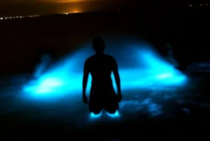 biolumineszcencia