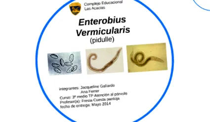 vermicularis oxiuros