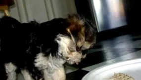terrier