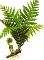 dryopteris