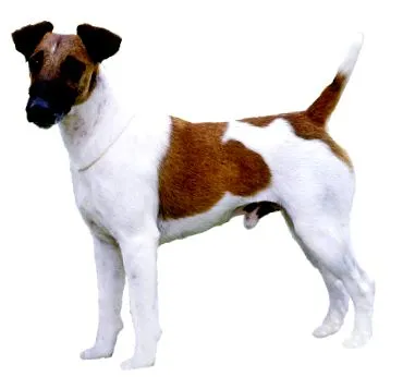 puha