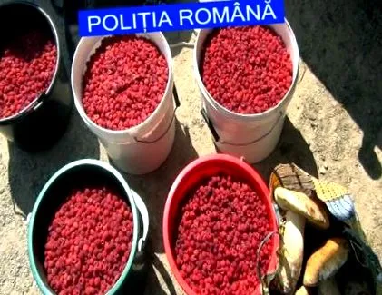 erdő erdő