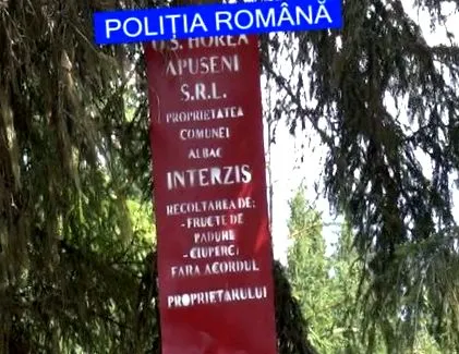 erdő büntették