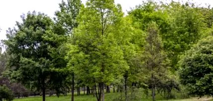 méhekre madárevő