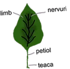 бактерии габи