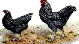 годишно тежина грама јајца годишно