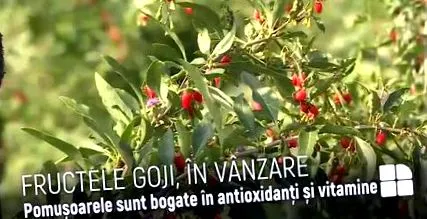 goji