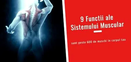 idegrendszer irányítja