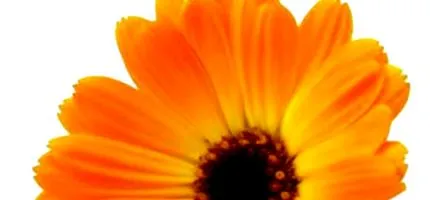 calendula officinalis