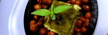 kannabiszmag királynő