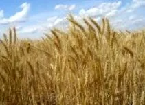 пшеничне калорійне